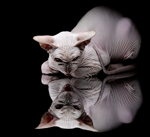 传统硬件巨头纷纷布局电竞，推动行业创新发展，传统电竞服务有哪些