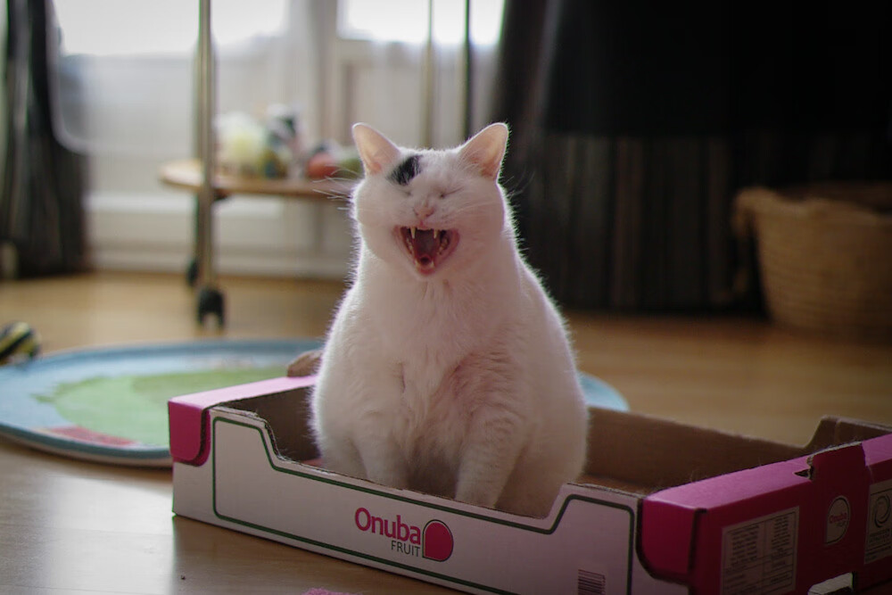 九游jiuyou-_青少年运动节：培养未来体育之星_，培育青少年体育爱好